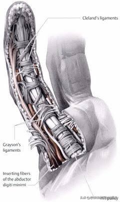 打篮球脚踝扭伤拍片显示没有伤到,打篮球手指挫伤和骨折怎么分辨