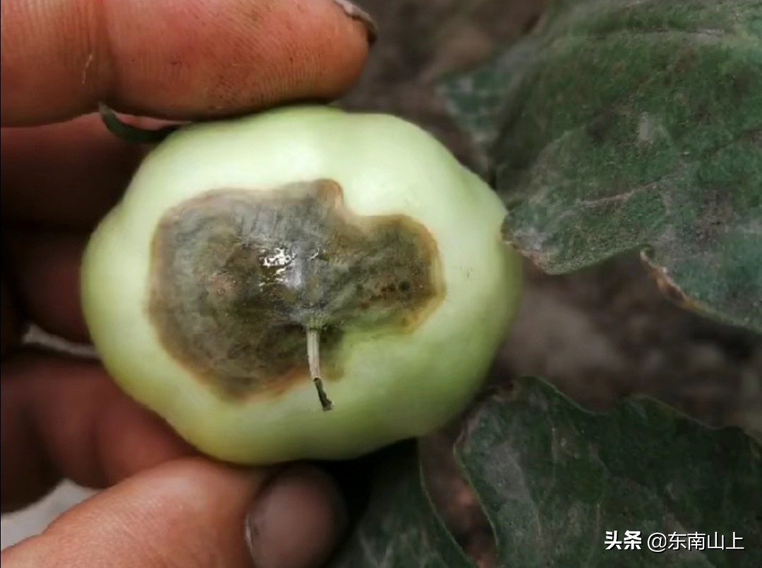 钙元素的性质,钙元素和微量元素分别是什么