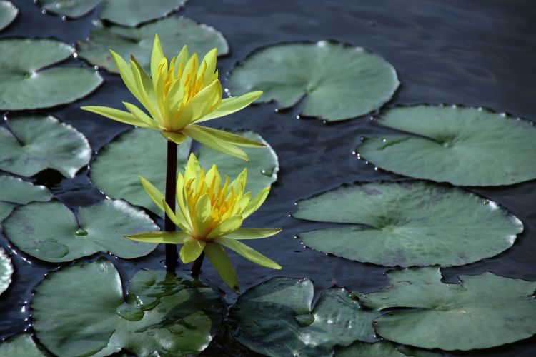 做人不要太精明有时会害了自己,做人要踏实不要玩心机耍小聪明