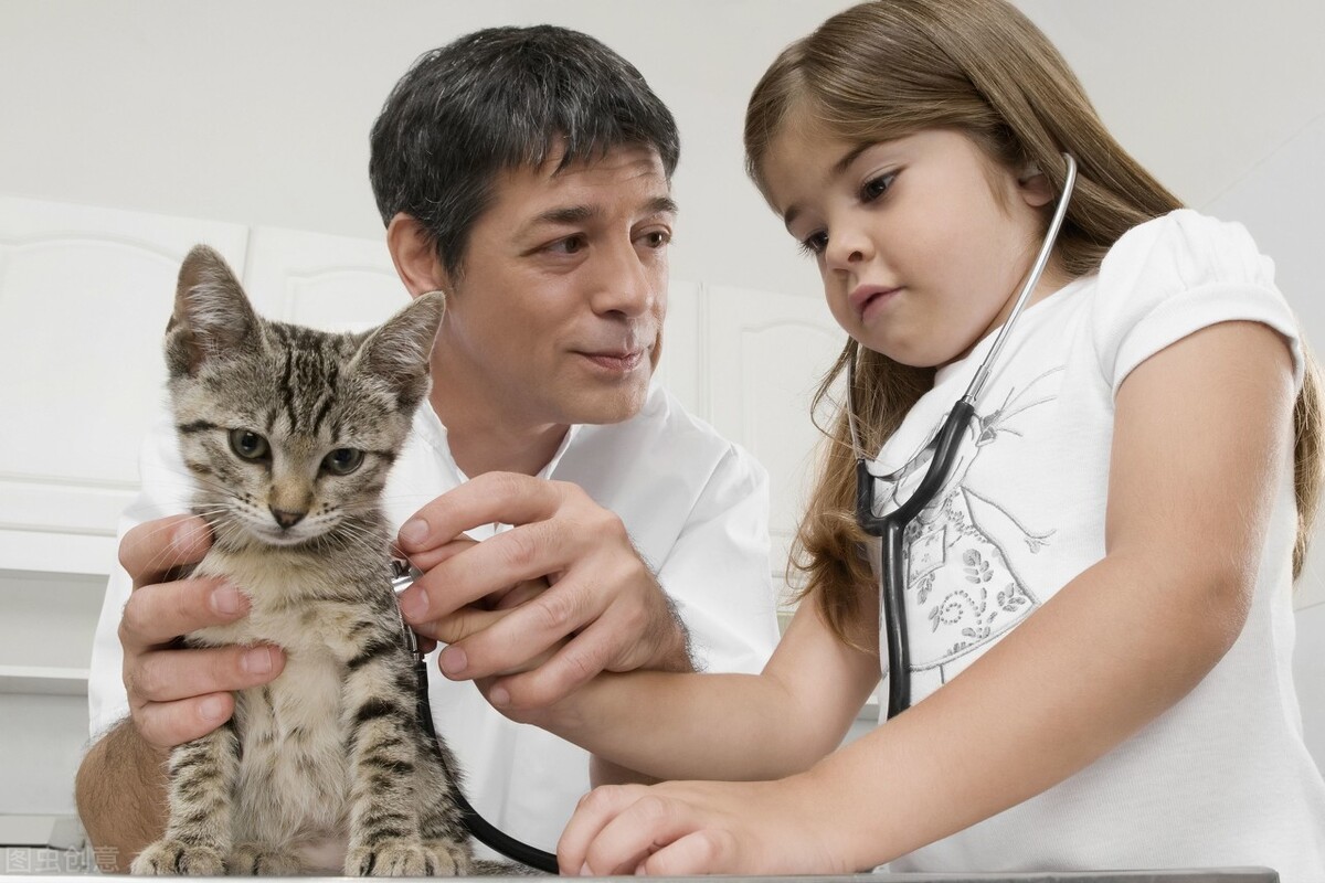 犬猫慢性肾病指南,宠物医院误诊猫肾衰竭