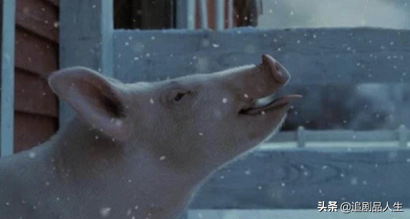 夏洛特的网中的蜘蛛品种,夏洛特的网蜘蛛的名字叫什么