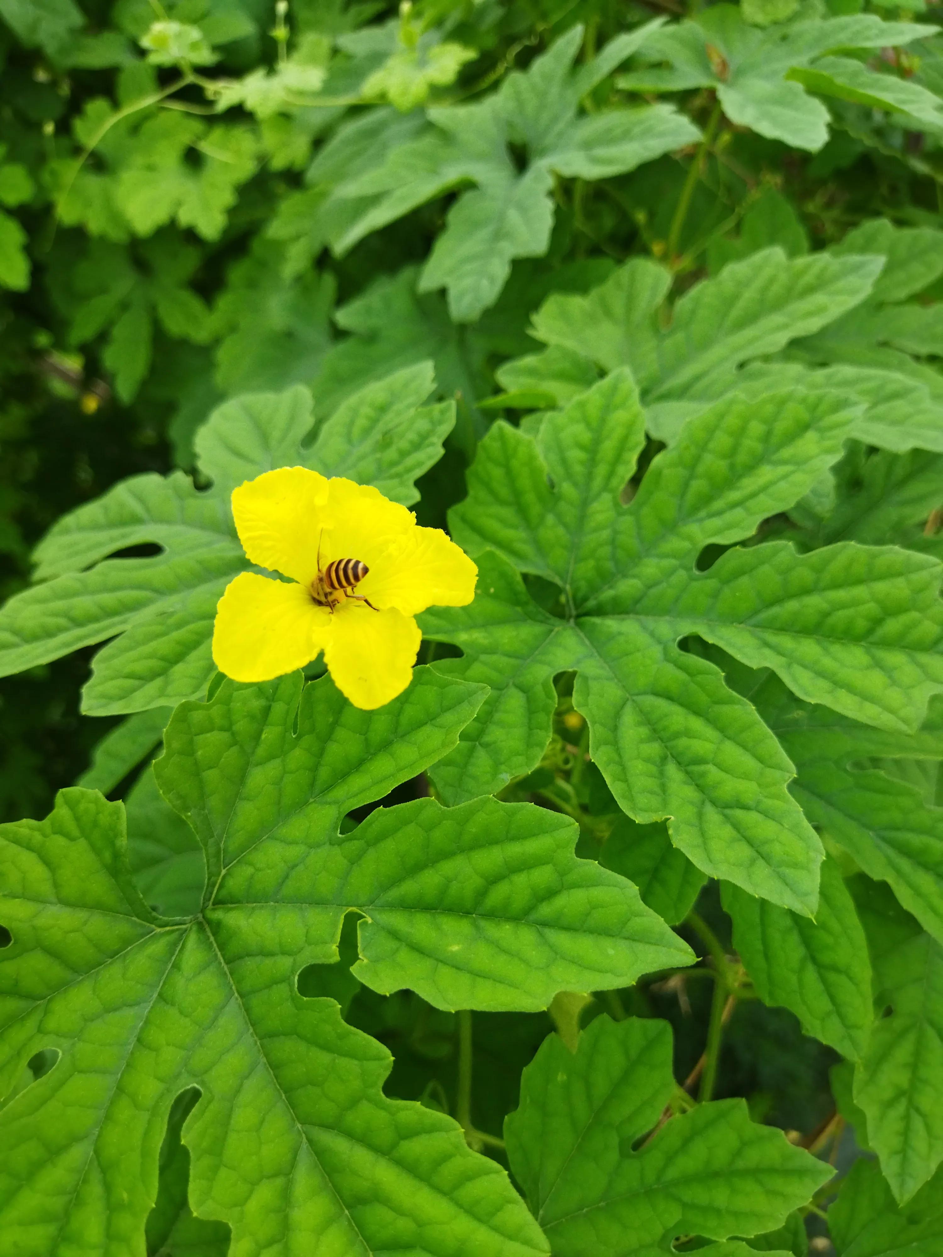 蜜蜂喂蜂蜜多少斤能酿一斤成熟蜜,5箱蜜蜂一年可以酿375千克蜂蜜