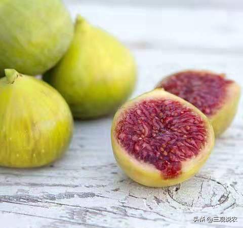 种植无花果前景分析报告,无花果种植具有较好的经济效益