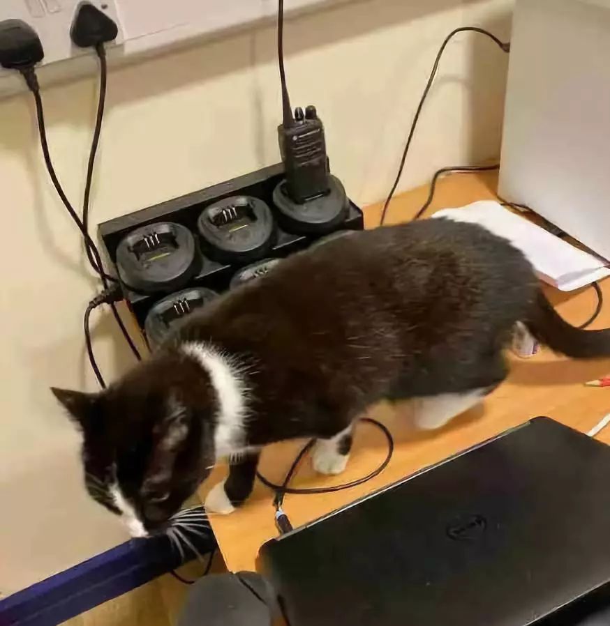 安检时猫在行李箱,安检行李箱有只猫