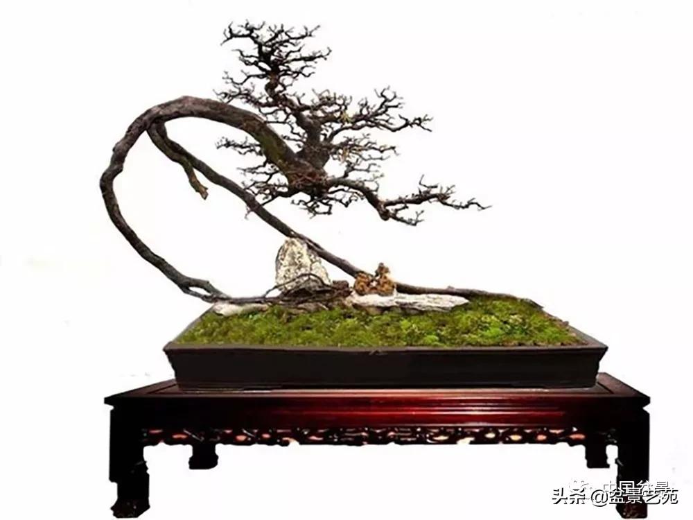 雀梅盆景艺术鉴赏图片,红芽雀梅盆景冬天怎么养护