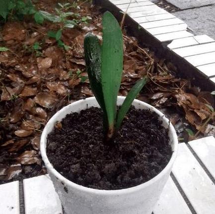 用啥方法让君子兰快速生根,如何使君子兰快速生根