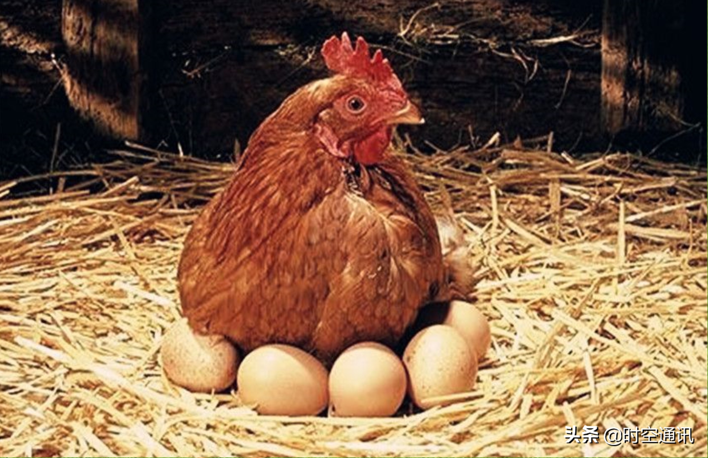 土鸡蛋和普通鸡分别都长什么样,土鸡蛋一般是哪种鸡的