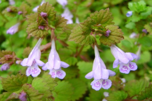 寓意健康长寿的盆景,寓意美好的盆景