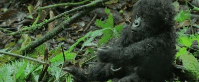 豆瓣9.8分悬疑大片,窥探电视剧豆瓣评分