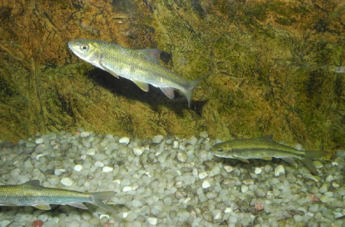 3年长10厘米，误以为是小杂鱼，殊不知一条上千元，还很难买到