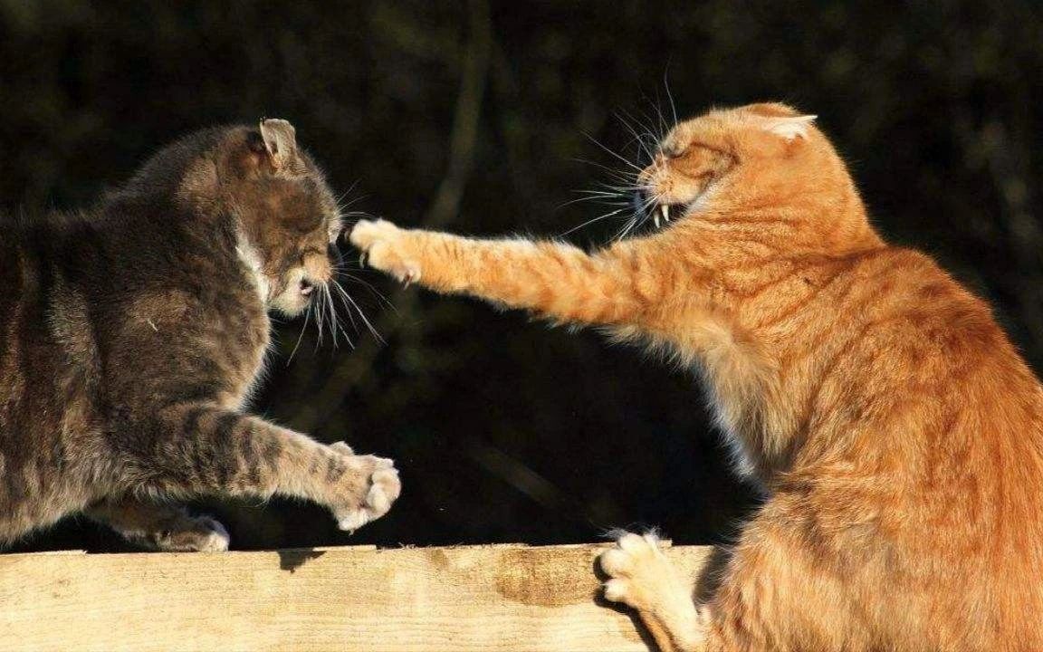 家猫打架意味什么,家猫和猫打架怎么办