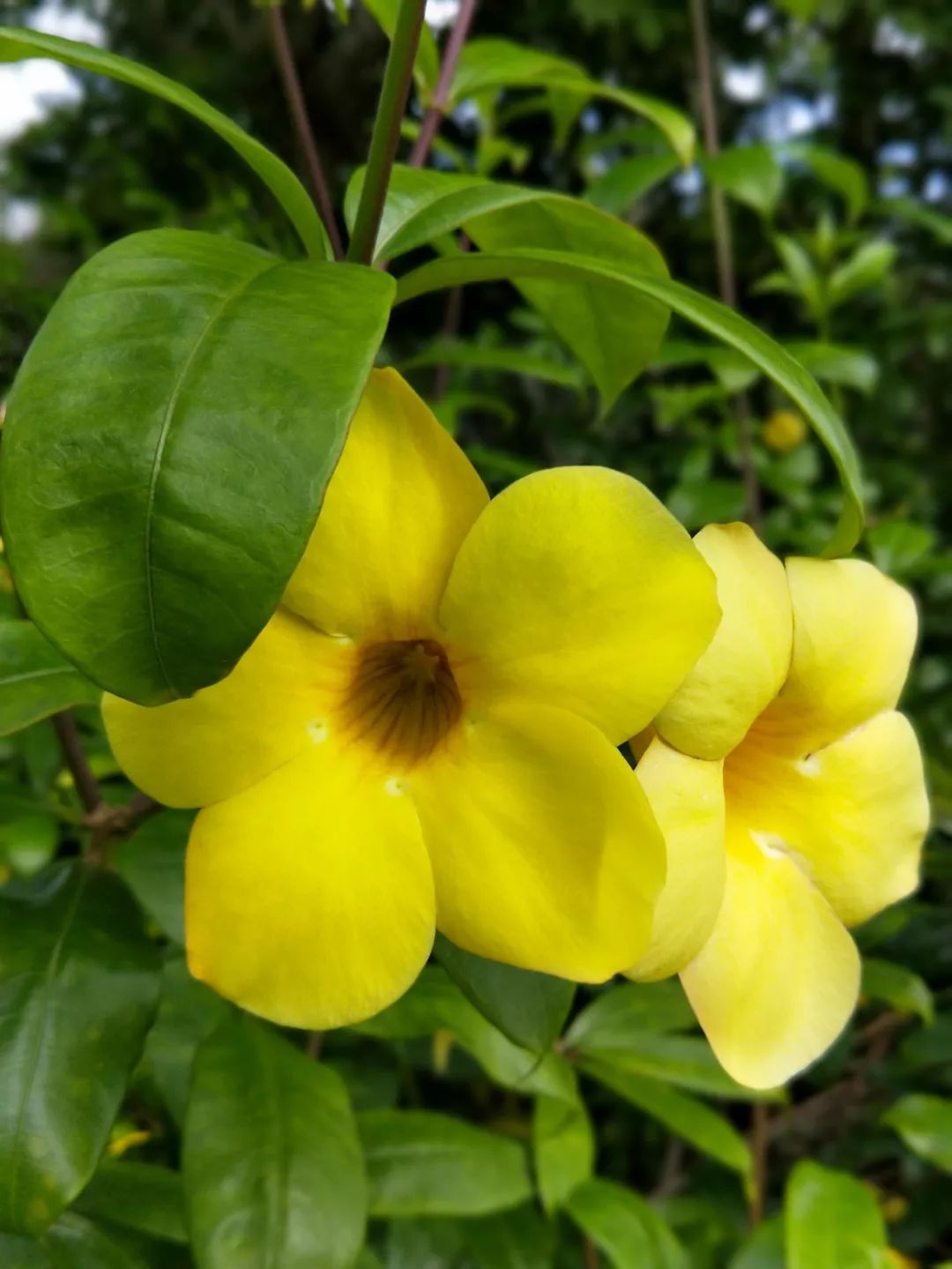 袁金奎老师国画作品欣赏,袁金奎写意花鸟画作品