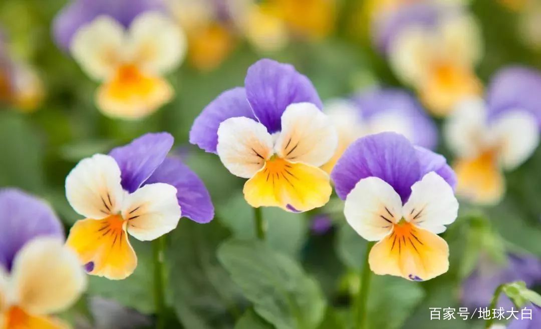 当别人说“kiss-me-quick”，你可不能亲上去，会被打脸的！