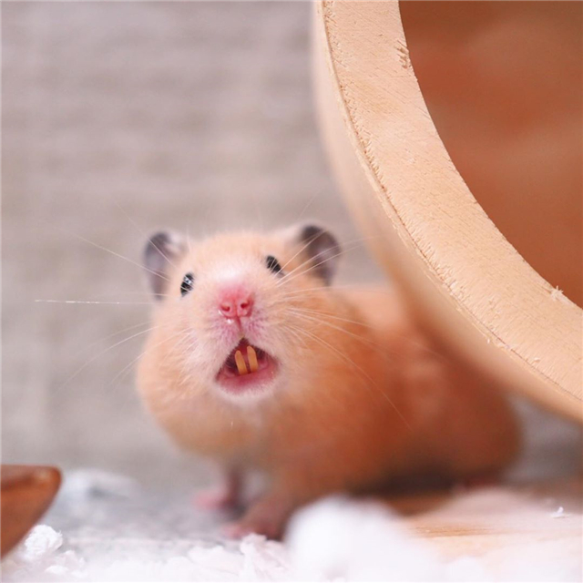 从仓鼠睡姿看出仓鼠是否信任主人,仓鼠向主人露牙齿