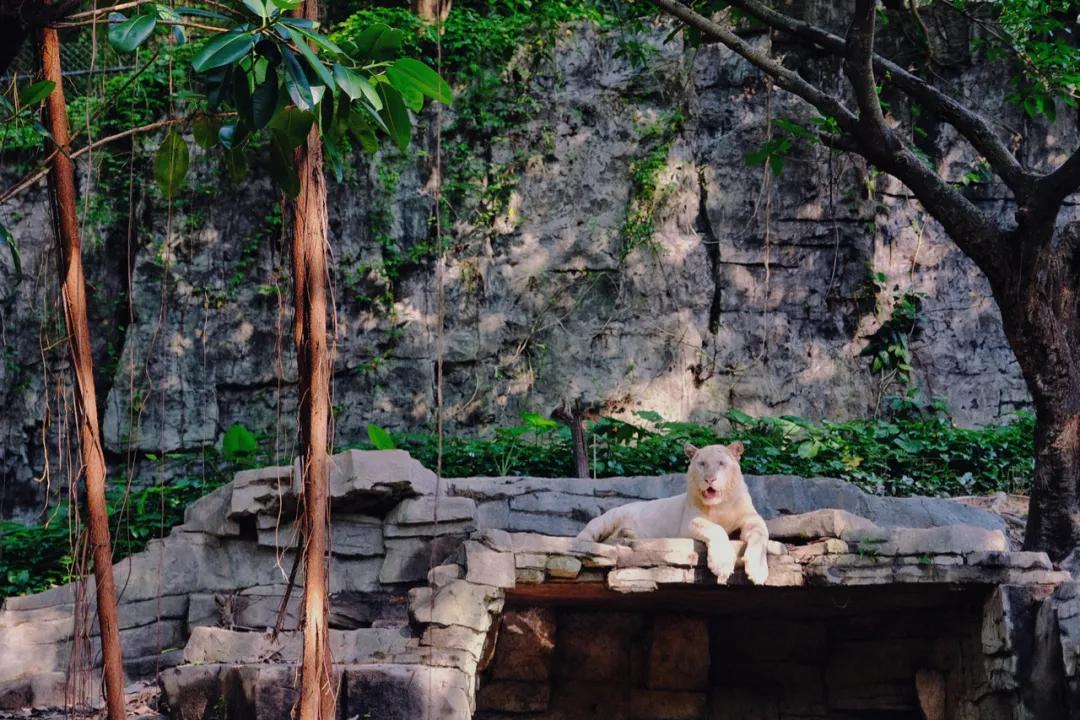 广州长隆攻略注意事项,广州长隆优惠攻略