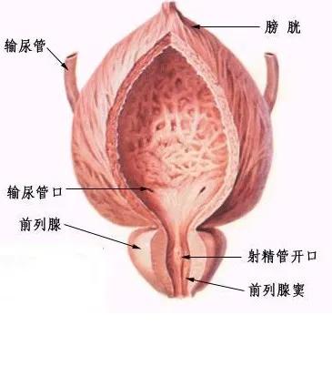 长期久坐的人怎样预防前列腺增生,如何预防前列腺炎和前列腺肥大