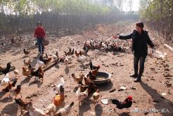 鸡白痢用什么西药好,鸡白痢用什么药