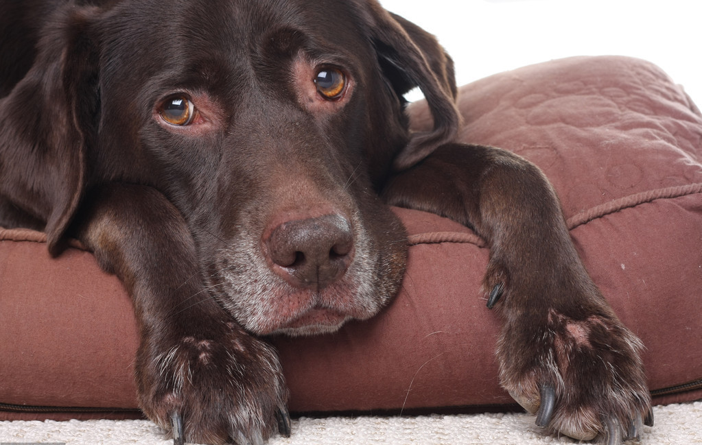 狗生的时候注意什么,狗生崽后主人注意什么