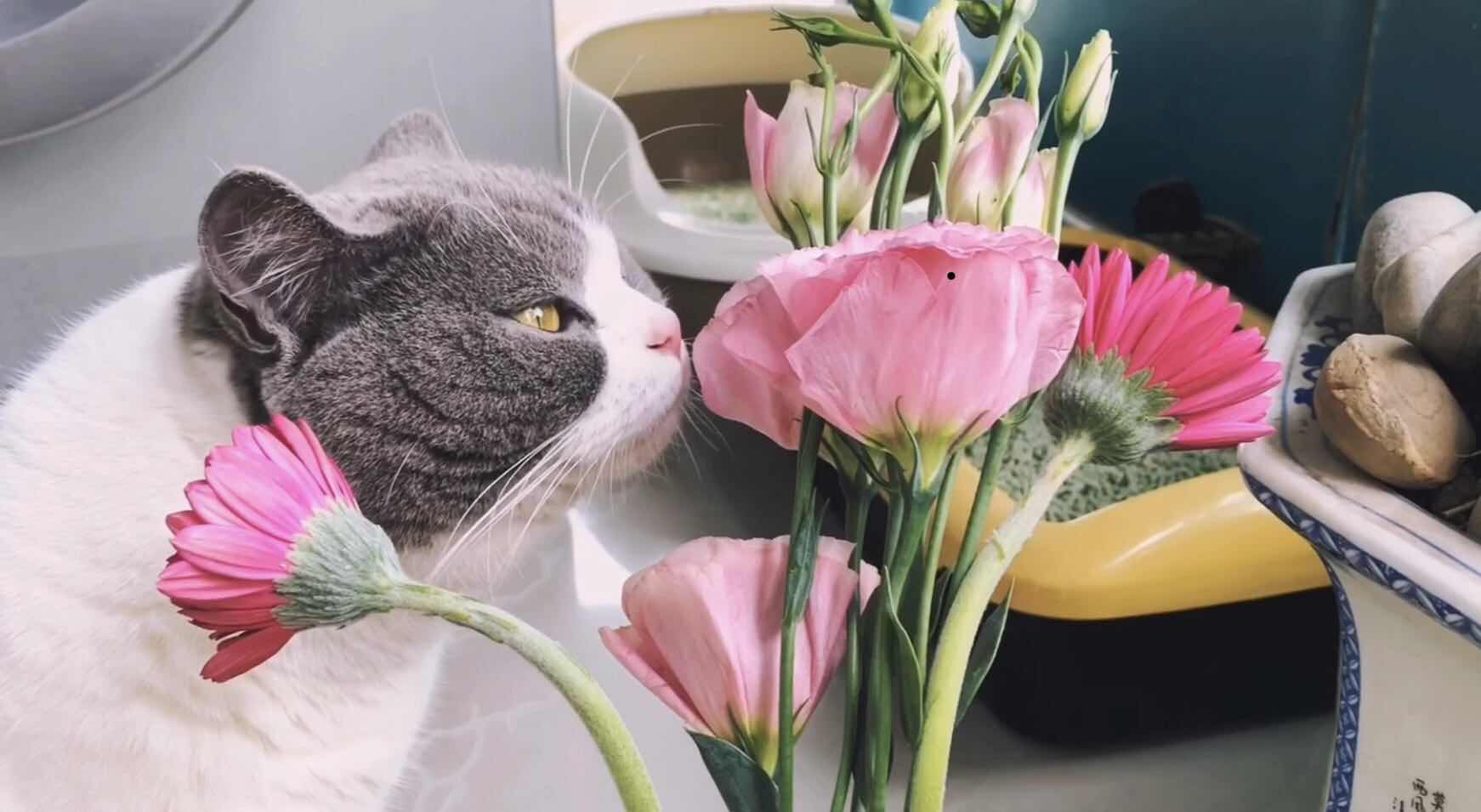 猫咪成年后也能绝育吗,猫咪绝育太早会影响发腮吗