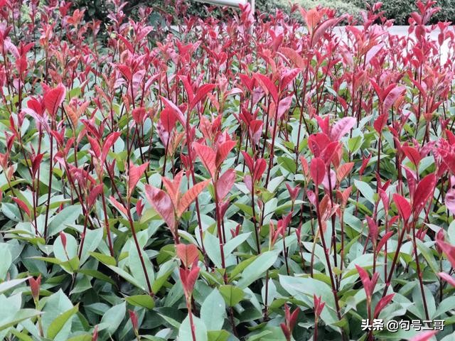 湖北省云梦县美丽乡村行,云梦伍洛美丽乡村