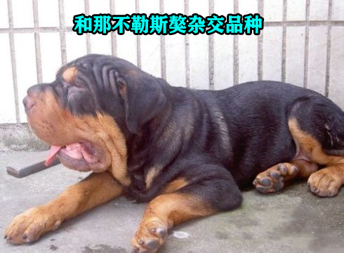 如何看出罗威纳犬是不是纯种 (罗威纳长嘴立耳是纯种的犬吗)