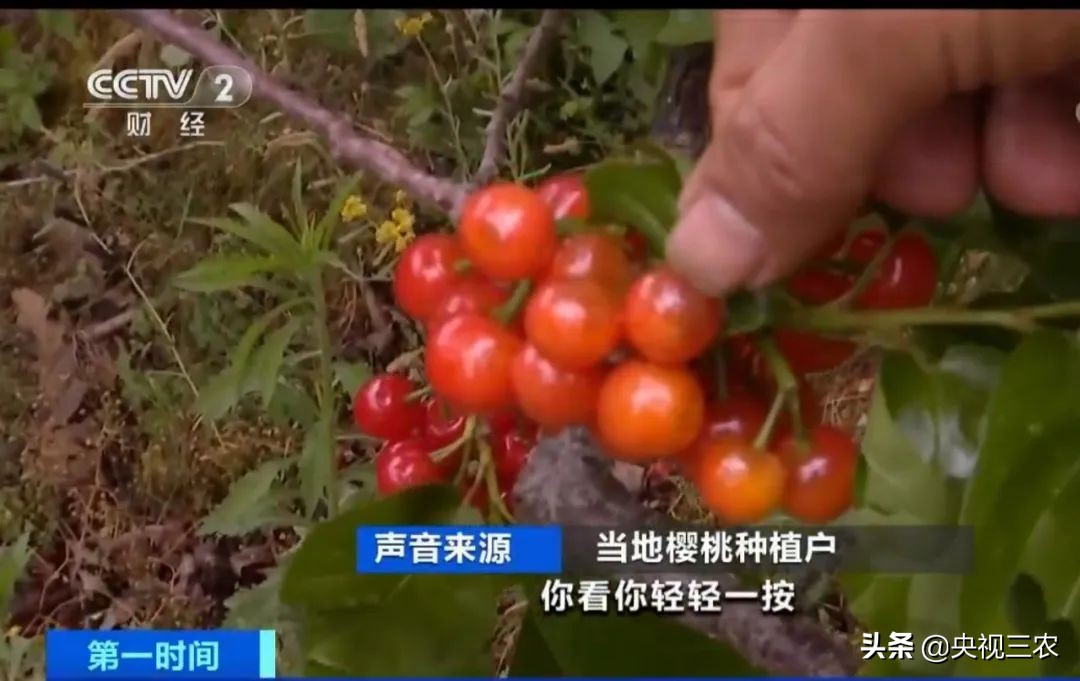 大冰雹过后农民手捧樱桃哭泣,冰雹果农哭了