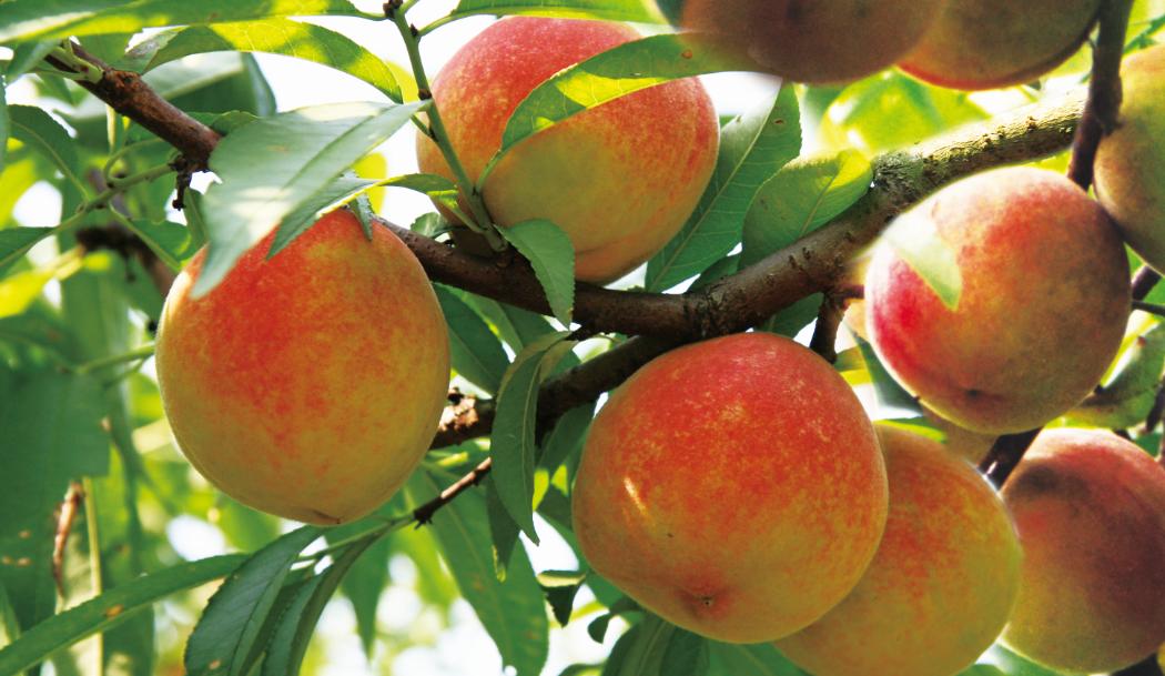 福安穆阳水蜜桃一般可以放几天,穆阳县水蜜桃特产