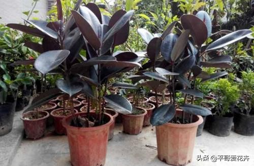 橡皮树叶子发软怎么补救,橡皮树叶子发蔫掉落是怎么回事