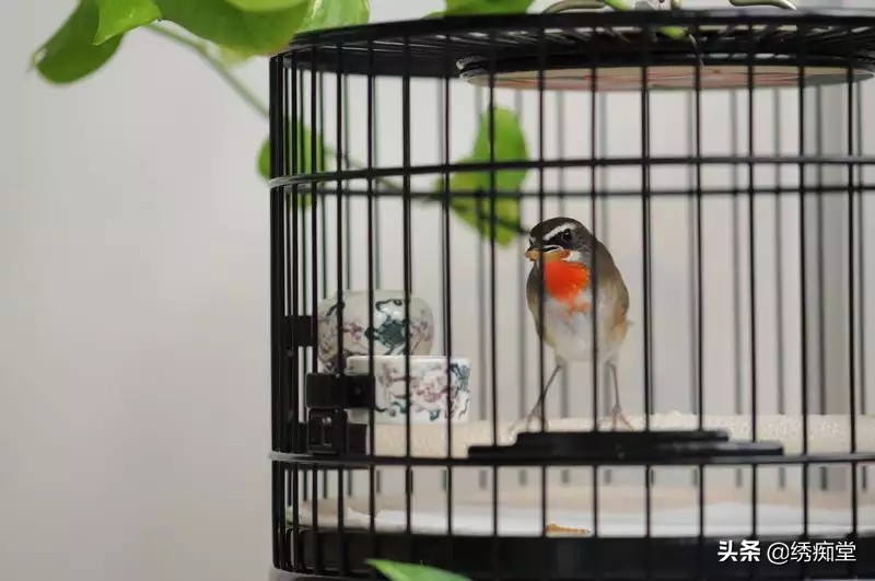 迷茫的养鸟朋友，看看这篇文章