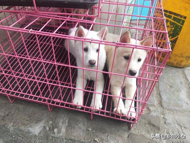 开封狗品种大全,开封狗市是中国最大的吗