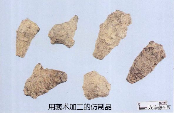 中药材伪品太多，俗有南国神草之称的三七，就有十多种假货