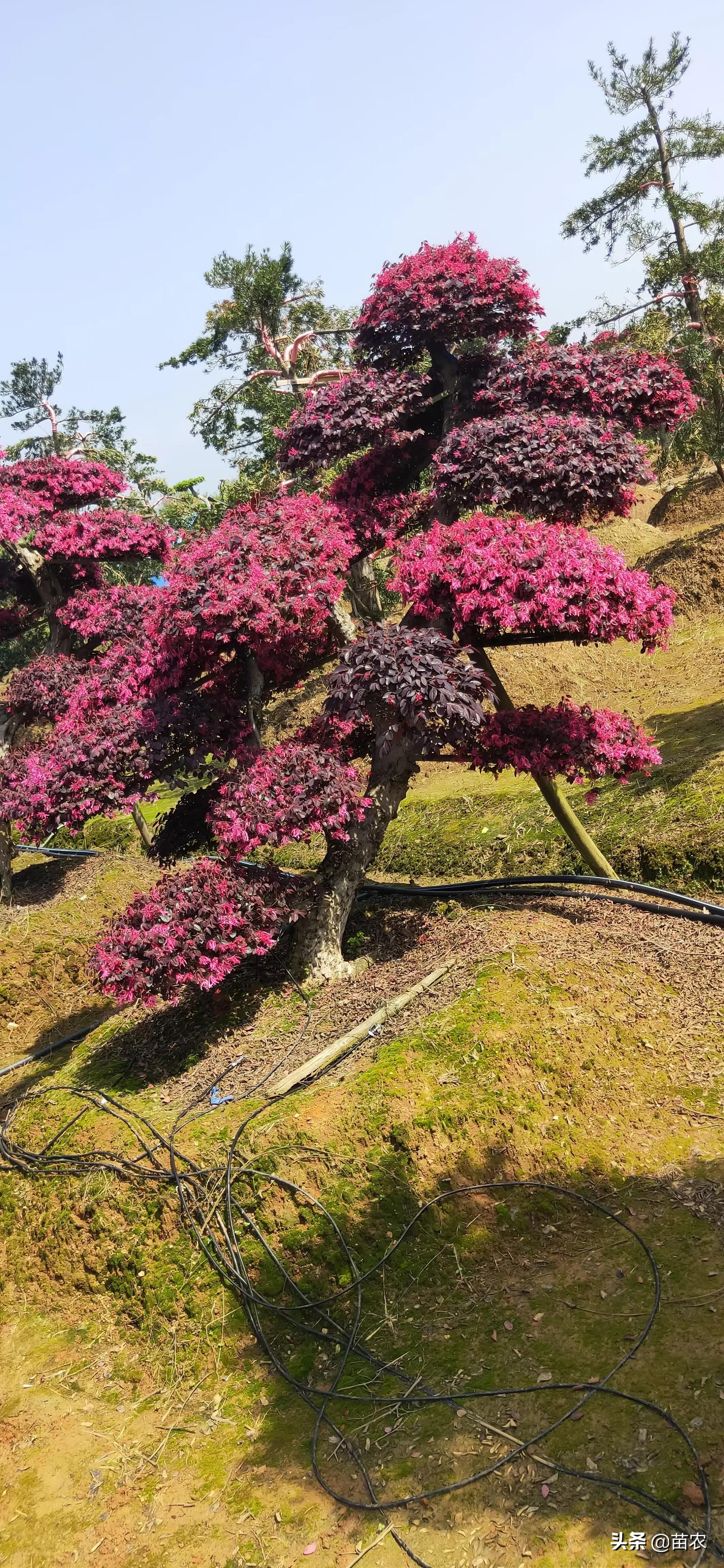 精品红花檵木老桩盆景,红花檵木球形老桩