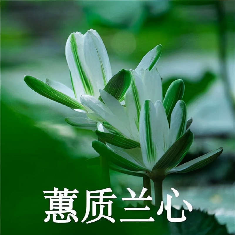 魔性的表情包合集,拿着荷花的佛系表情包