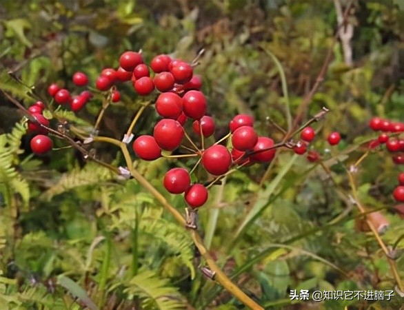 你最喜欢吃哪种水果为什么,你最喜欢吃的是哪个部位