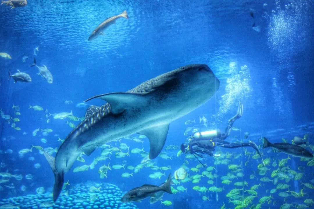 珠海大湾区核心城市,珠海一个充满魅力与机遇的城市