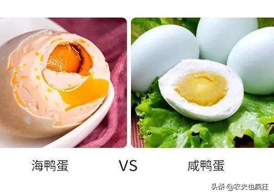 广西北部湾红树林海鸭蛋央视,广西红树林海鸭蛋视频