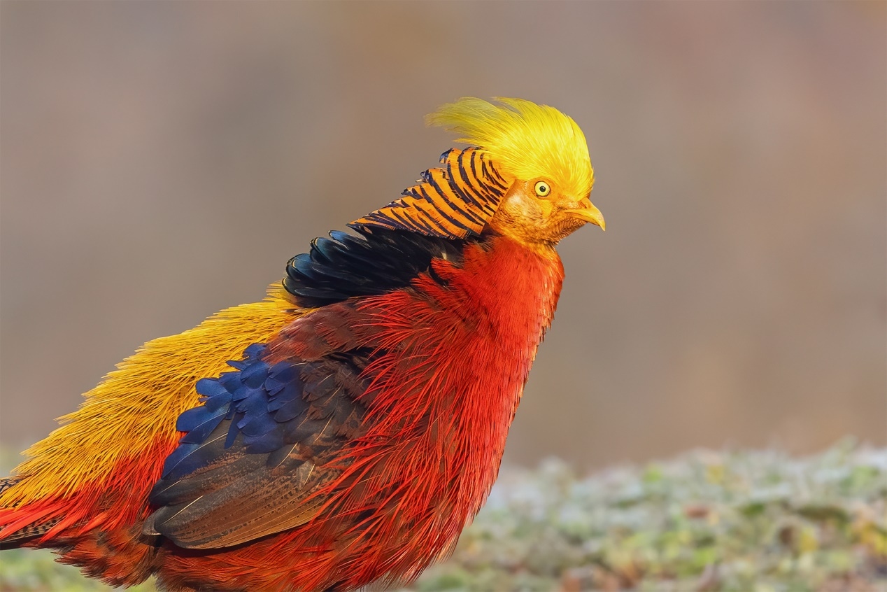 佳能r5和r5哪个更适合拍鸟,佳能eosr5适合拍鸟吗