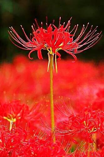 花开一千年落一千年花叶永不相见,彼岸花开从此花叶永不相见
