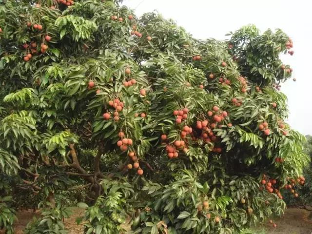 海南常见植物图解视频,海南的树木都有哪些名称