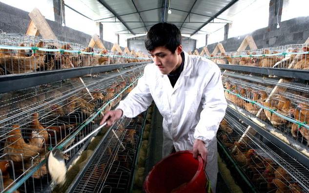 怎样预防春季鸡病的发生,秋季鸡病预防与治疗