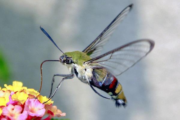 敌百水族杀虫剂使用方法,敌百杀虫剂使用方法