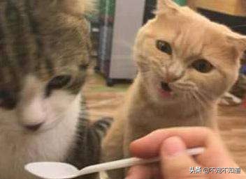 猫咪吃了驱虫没有食欲,猫咪吃了驱虫药没有排出虫子