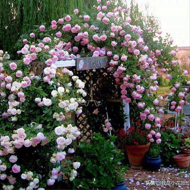 适合阳台种植的爬藤植物都有哪些,家庭阳台种什么爬藤植物比较好