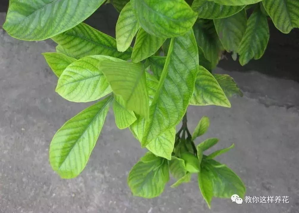 花儿黄叶烂叶怎么办,花儿叶子发黄用什么药