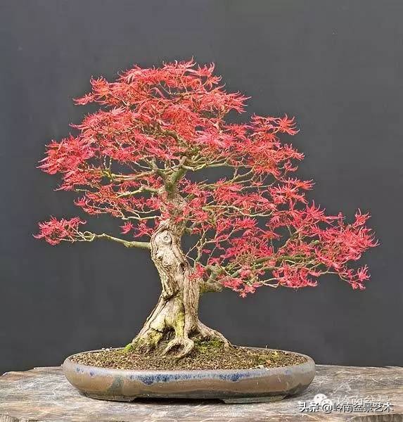 盆景结顶的形式,最好的盆景结顶方法