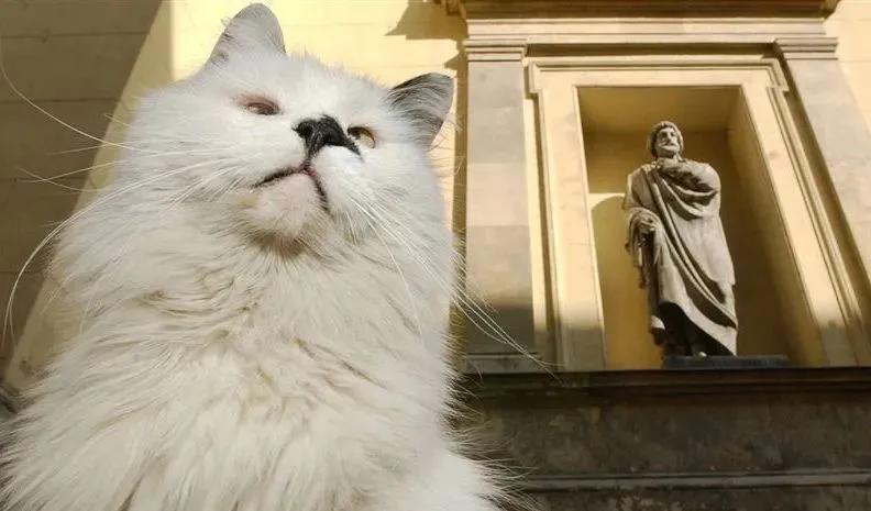 流浪猫突然暴富了,俄罗斯3只流浪猫