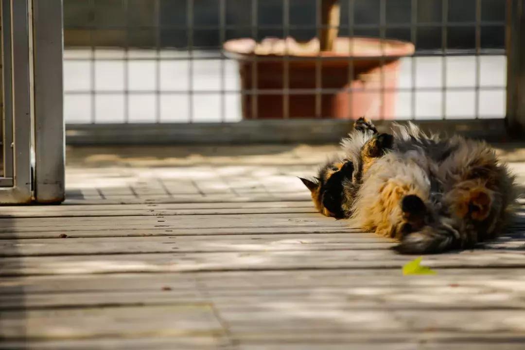 庄太极：hello，飞起的小拖把，有一种美，动静皆宜