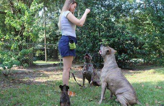 如何才能让狗狗迅速变乖,怎样让自己的狗狗很聪明很听话