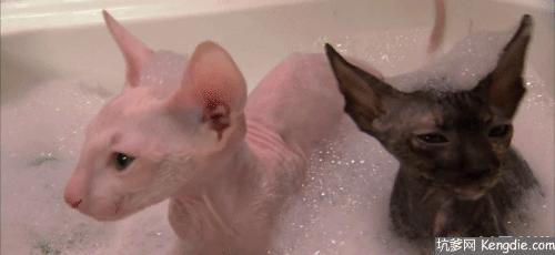 畅享一夏萌宠洗护,畅享宠物