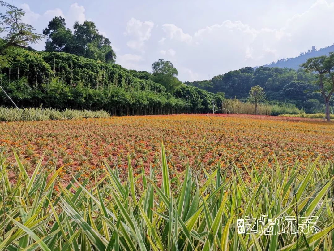 深圳最美簕杜鹃谷公园花海,宝安区花海赏花景点